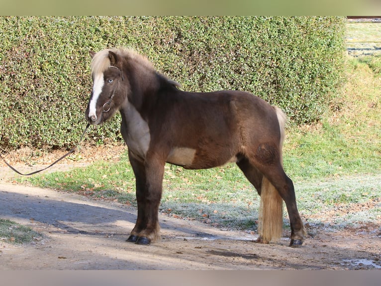 Islandpferd Wallach 4 Jahre 138 cm in Dohm-Lammersdorf