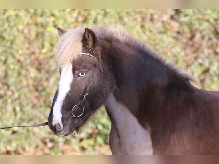 Islandpferd Wallach 4 Jahre 138 cm in Dohm-Lammersdorf