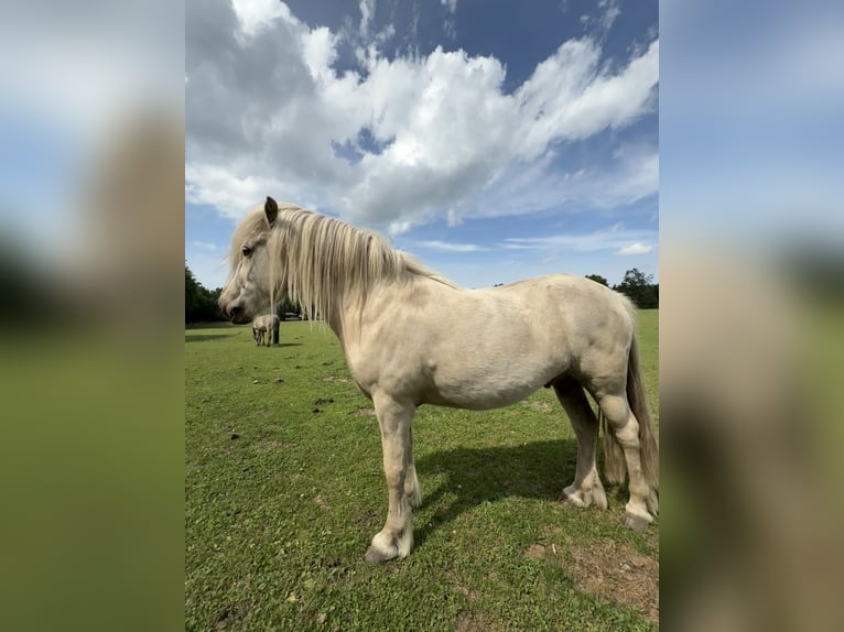 Islandpferd Wallach 4 Jahre 138 cm Palomino in CuxhavenCuxhaven