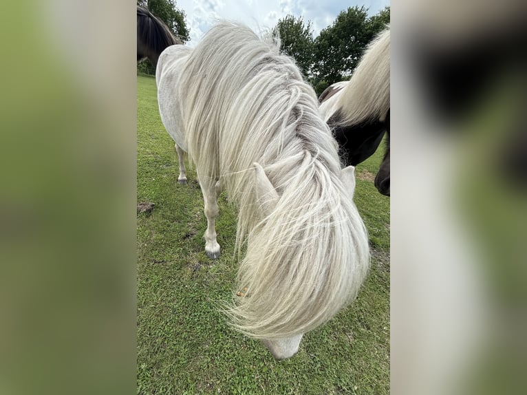 Islandpferd Wallach 4 Jahre 138 cm Palomino in CuxhavenCuxhaven