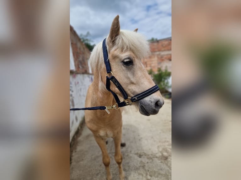 Islandpferd Wallach 4 Jahre 138 cm Palomino in Warburg