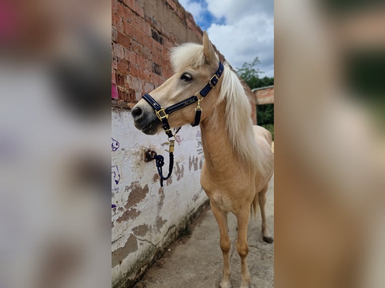 Islandpferd Wallach 4 Jahre 138 cm Palomino in Warburg