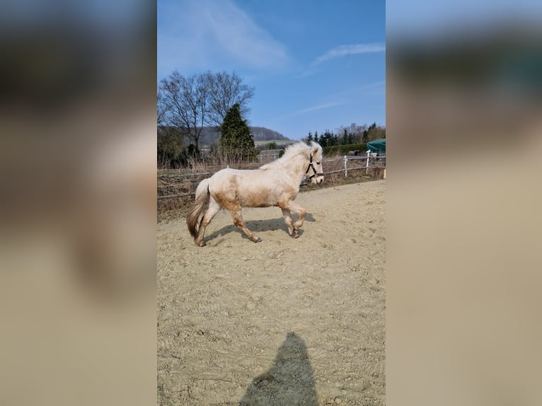 Islandpferd Wallach 4 Jahre 138 cm Palomino in Warburg