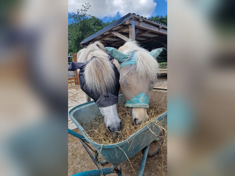 Islandpferd Wallach 4 Jahre 138 cm Palomino in Warburg
