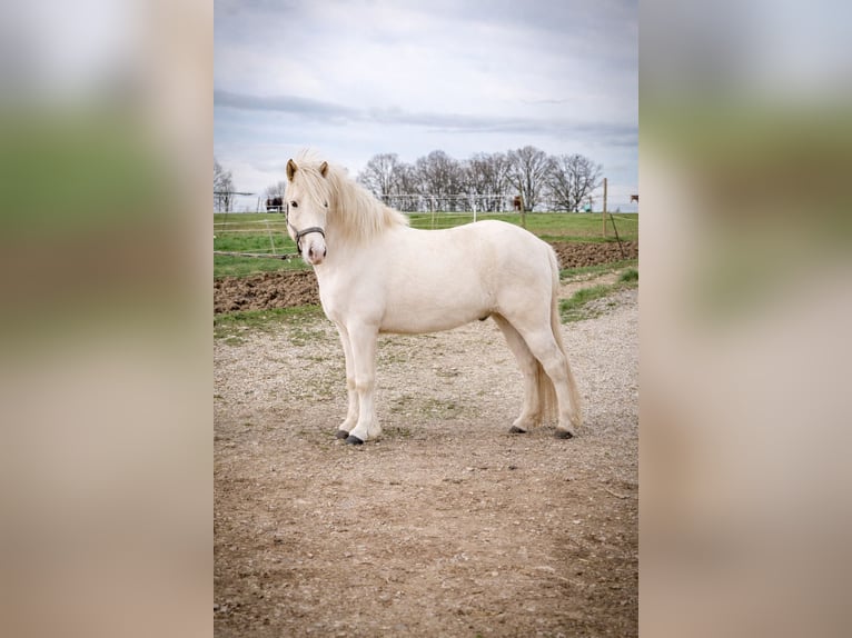 Islandpferd Wallach 4 Jahre 138 cm Palomino in Aichtal
