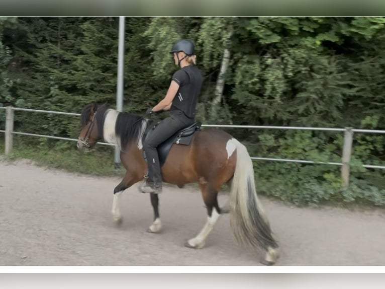 Islandpferd Wallach 4 Jahre 138 cm Schecke in Rickenbach