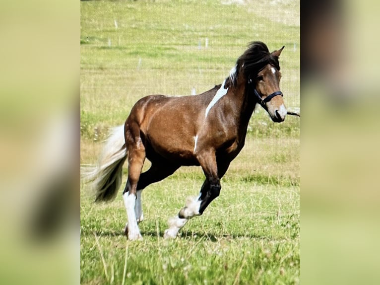 Islandpferd Wallach 4 Jahre 138 cm Schecke in Rickenbach