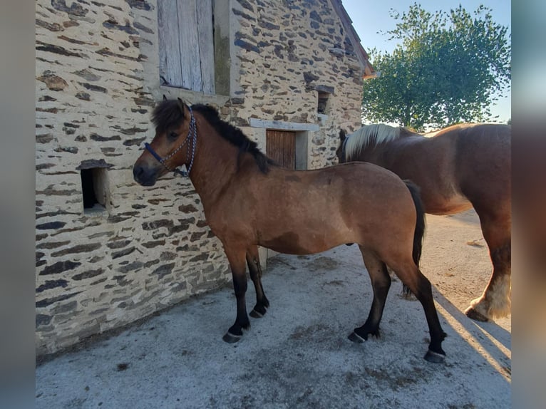 Islandpferd Wallach 4 Jahre 140 cm Brauner in Boussac