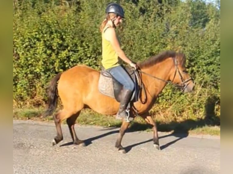 Islandpferd Wallach 4 Jahre 140 cm Brauner in Boussac