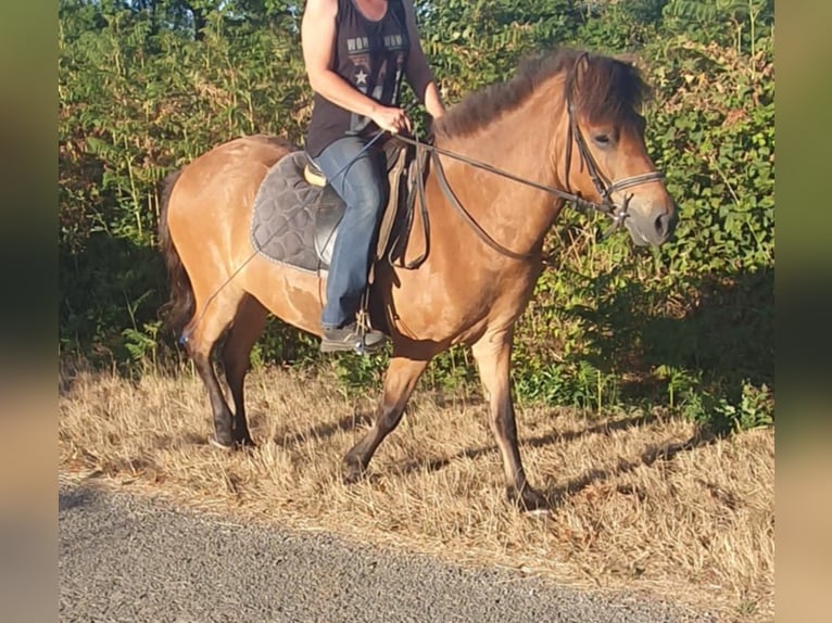 Islandpferd Wallach 4 Jahre 140 cm Brauner in Boussac