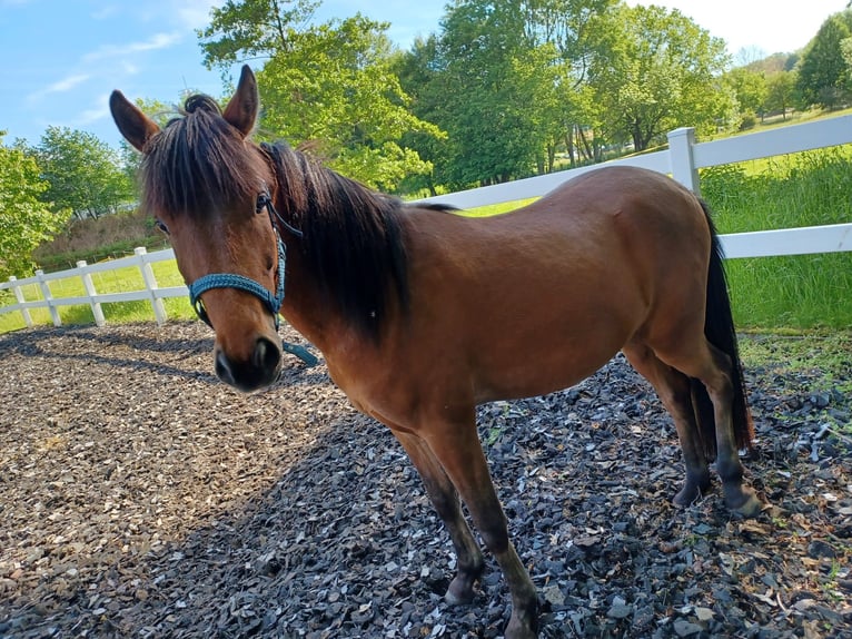 Islandpferd Mix Wallach 4 Jahre 140 cm Brauner in Lawalde
