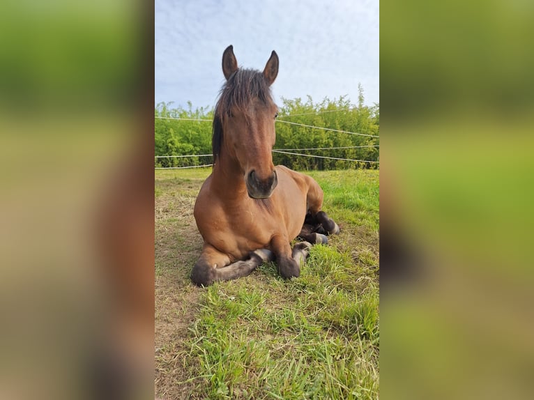 Islandpferd Mix Wallach 4 Jahre 140 cm Brauner in Lawalde