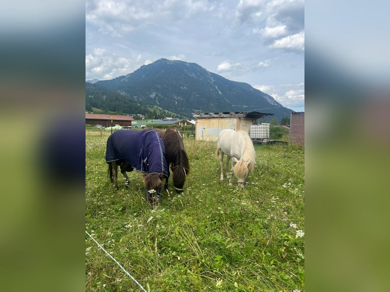 Islandpferd Wallach 4 Jahre 140 cm Cremello in Wei&#xDF;enbach a. Lech
