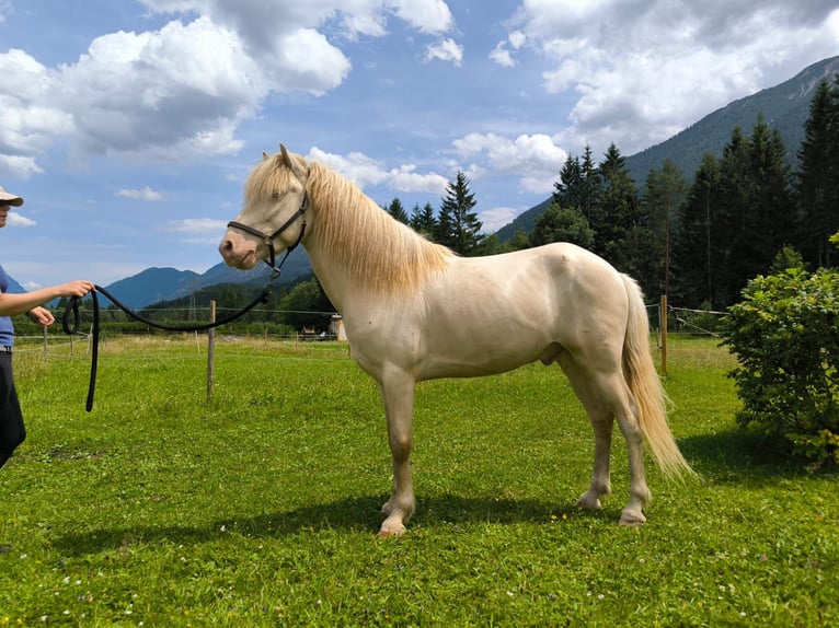 Islandpferd Wallach 4 Jahre 140 cm Cremello in Wei&#xDF;enbach a. Lech
