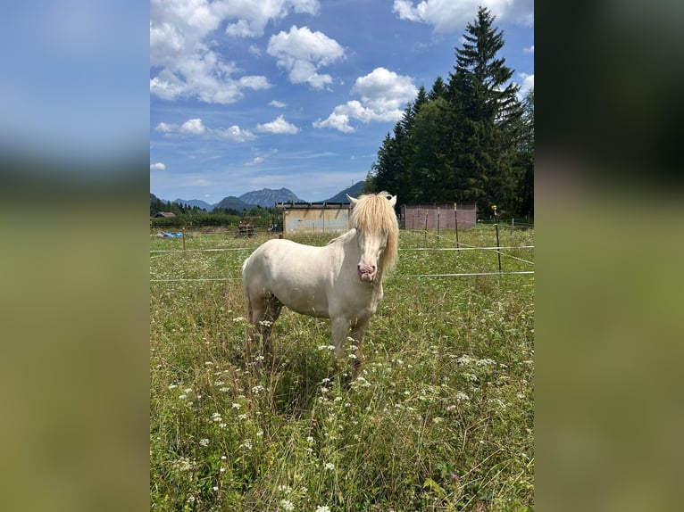 Islandpferd Wallach 4 Jahre 140 cm Cremello in Wei&#xDF;enbach a. Lech