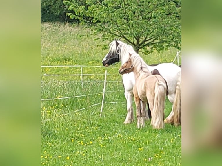 Islandpferd Wallach 4 Jahre 140 cm Falbe in Schotten