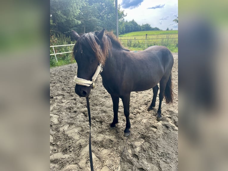 Islandpferd Wallach 4 Jahre 140 cm in Husum