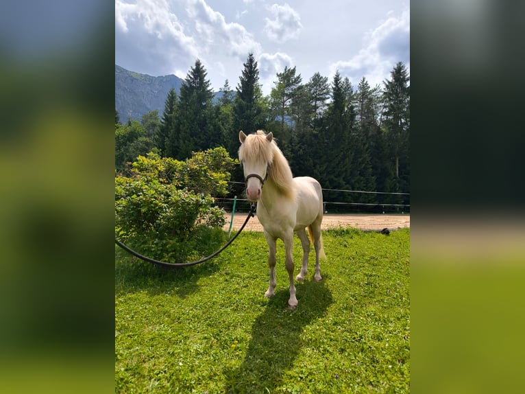 Islandpferd Wallach 4 Jahre 140 cm in Wei&#xDF;enbach a. Lech