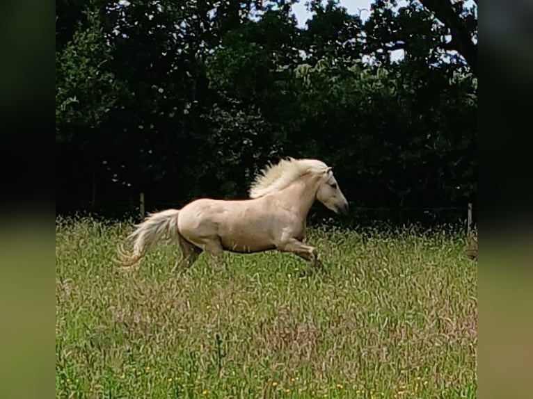 Islandpferd Wallach 4 Jahre 140 cm Palomino in Wiemersdorf