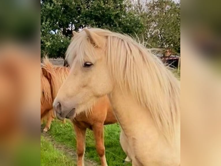 Islandpferd Wallach 4 Jahre 140 cm Palomino in Wiemersdorf