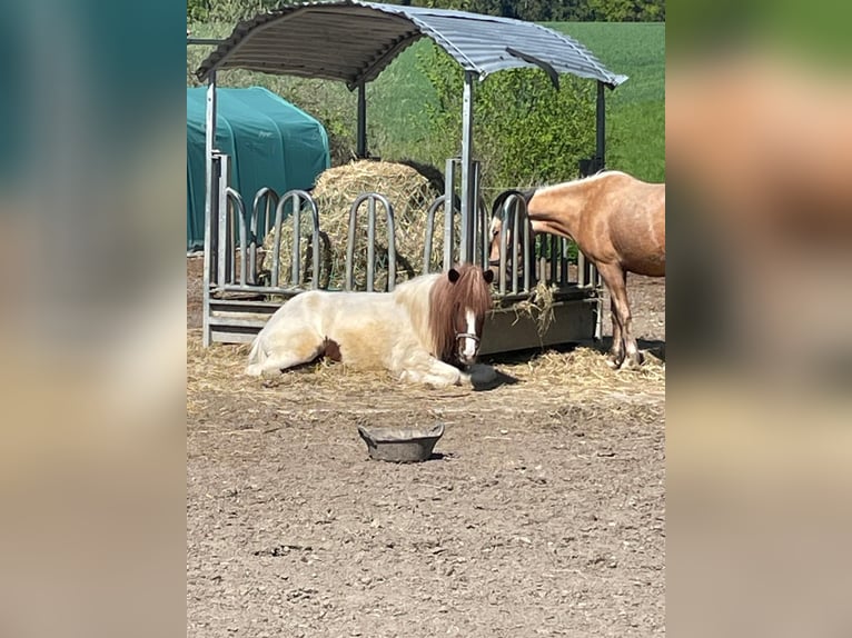 Islandpferd Mix Wallach 4 Jahre 140 cm Schecke in Triftern