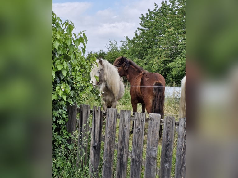 Islandpferd Wallach 4 Jahre 142 cm Brauner in Darmstadt
