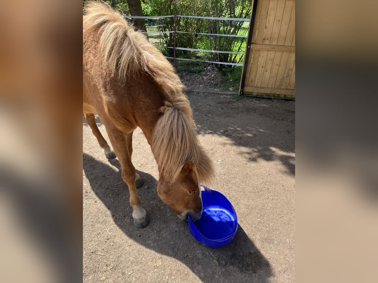 Islandpferd Wallach 4 Jahre 142 cm Fuchs in Hargesheim