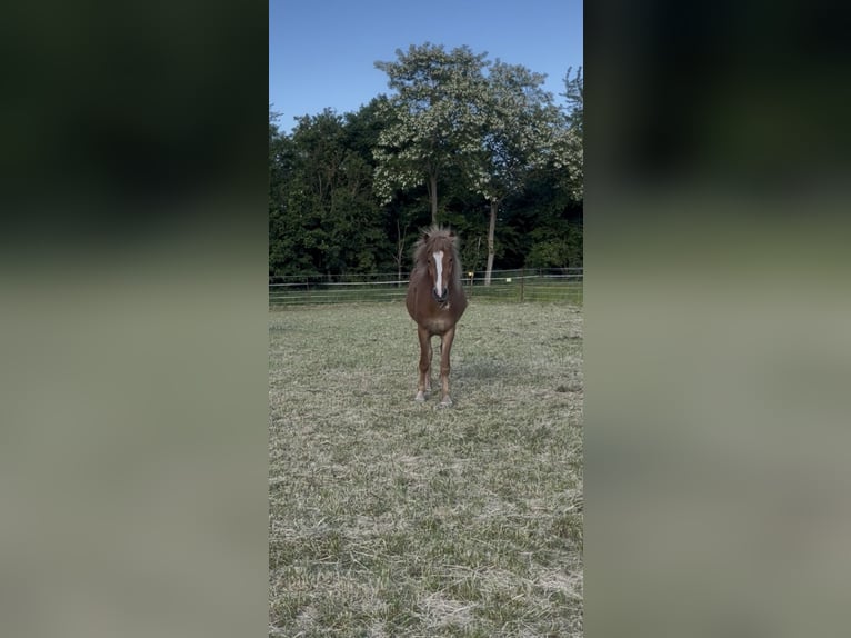 Islandpferd Wallach 4 Jahre 142 cm Fuchs in Hargesheim
