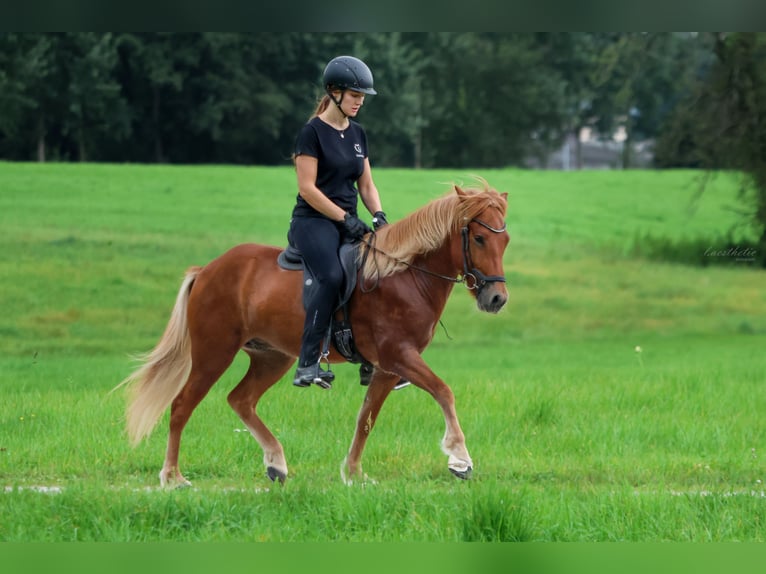 Islandpferd Wallach 4 Jahre 142 cm Fuchs in Wals