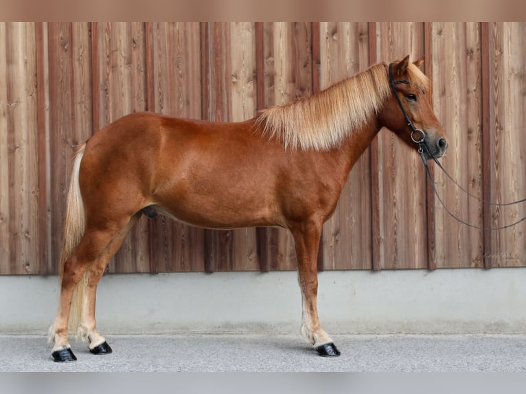 Islandpferd Wallach 4 Jahre 142 cm Fuchs in Wals