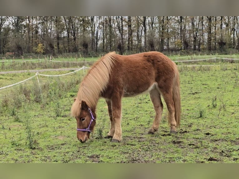 Islandpferd Wallach 4 Jahre 142 cm Fuchs in Wanroij