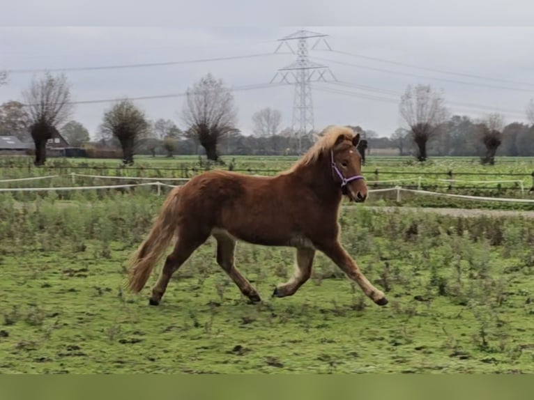 Islandpferd Wallach 4 Jahre 142 cm Fuchs in Wanroij