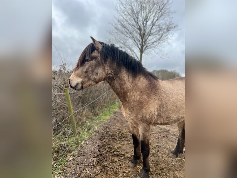 Islandpferd Wallach 4 Jahre 142 cm in NehmsBlunk