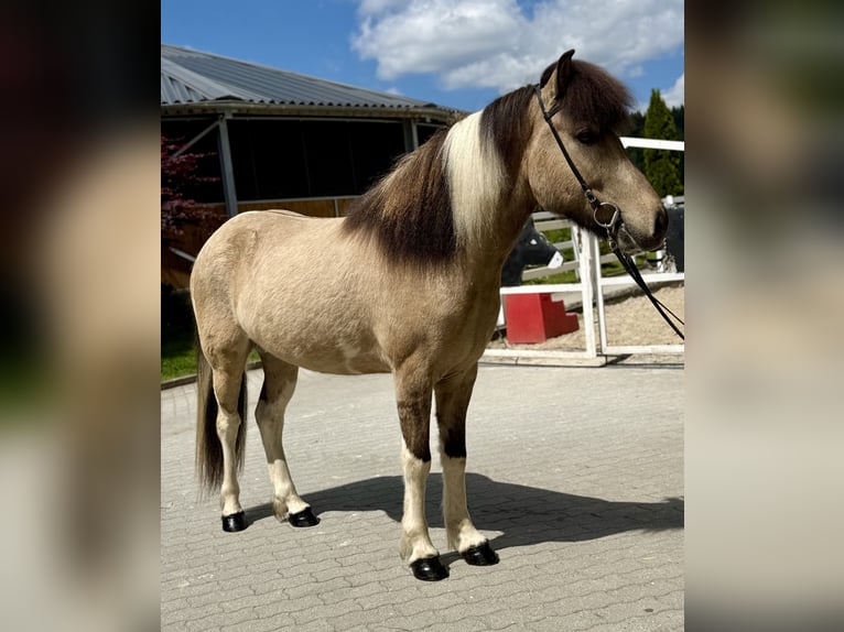 Islandpferd Wallach 4 Jahre 143 cm Schecke in Lochen am See