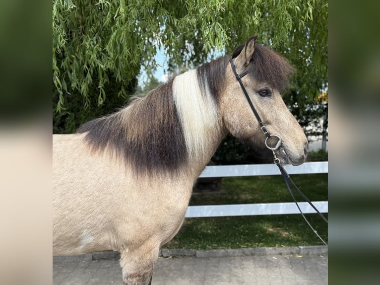 Islandpferd Wallach 4 Jahre 143 cm Schecke in Lochen am See