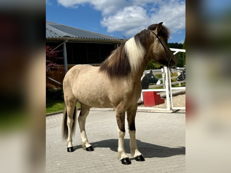 Islandpferd Wallach 4 Jahre 143 cm Schecke in Lochen am See