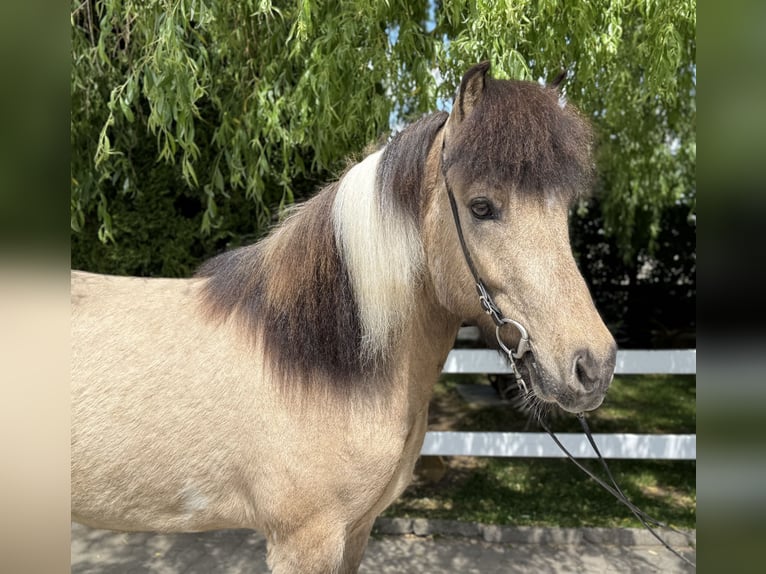 Islandpferd Wallach 4 Jahre 143 cm Schecke in Lochen am See