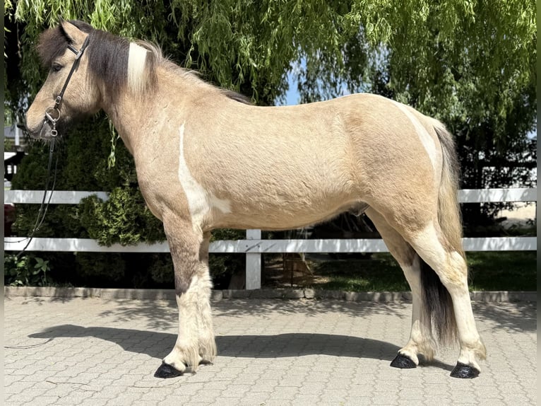 Islandpferd Wallach 4 Jahre 143 cm Schecke in Lochen am See
