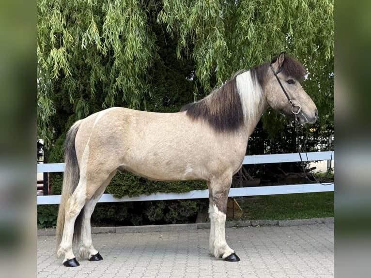 Islandpferd Wallach 4 Jahre 143 cm Schecke in Lochen am See