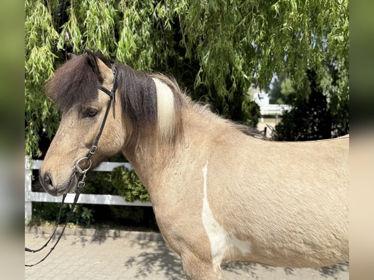 Islandpferd Wallach 4 Jahre 143 cm Schecke in Lochen am See
