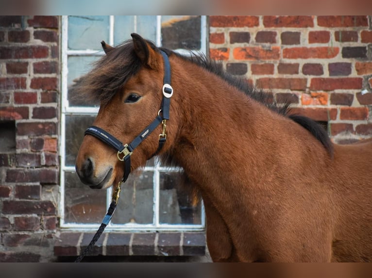 Islandpferd Wallach 4 Jahre 144 cm Brauner in Blunk