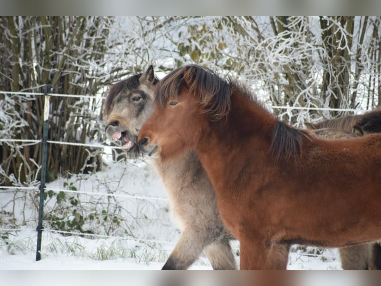 Islandpferd Wallach 4 Jahre 144 cm Brauner in Blunk