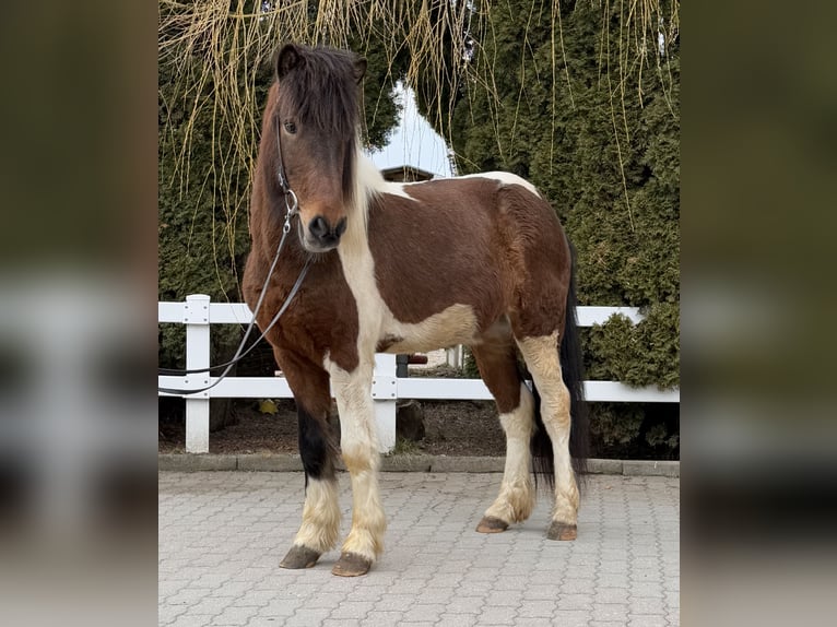 Islandpferd Wallach 4 Jahre 144 cm Schecke in Lochen am See