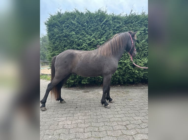 Islandpferd Wallach 4 Jahre 145 cm Rappe in Melle Islandpferd Wallach 4 Jahre 145 cm Rappe in Melle