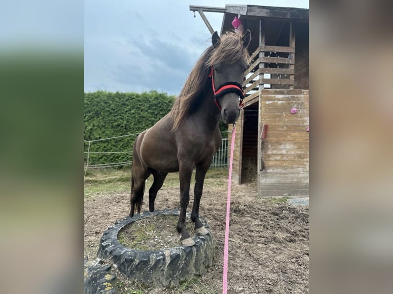 Islandpferd Wallach 4 Jahre 145 cm Rappe in Melle Islandpferd Wallach 4 Jahre 145 cm Rappe in Melle