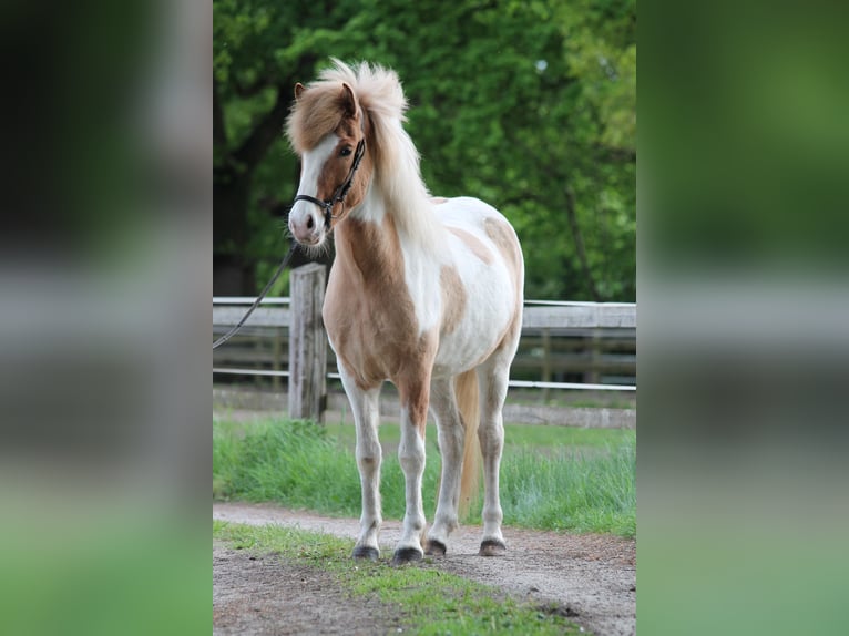 Islandpferd Wallach 4 Jahre 145 cm Schecke in Lingen