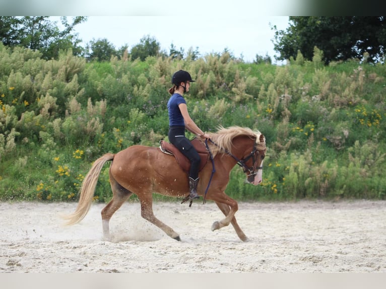 Islandpferd Wallach 4 Jahre 148 cm Fuchs in Lathen