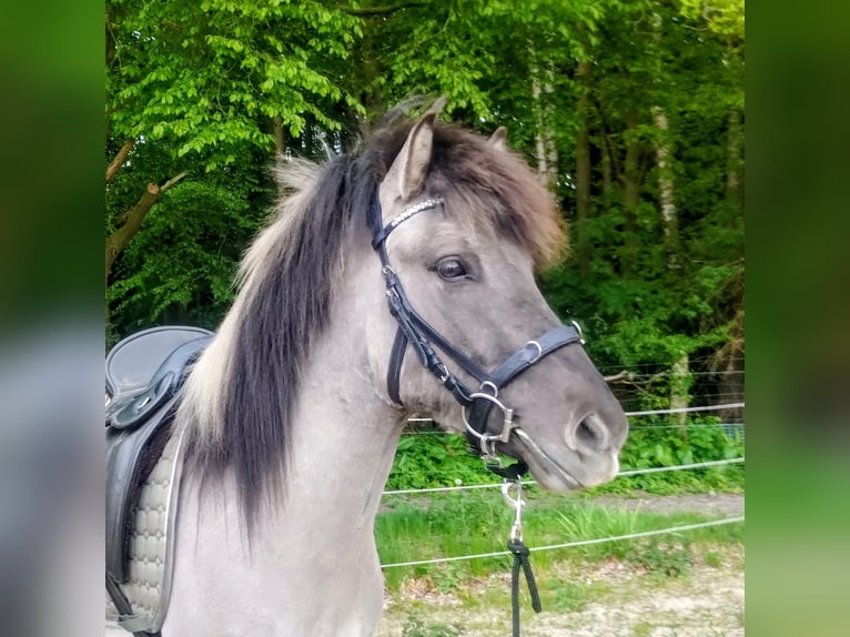 Islandpferd Wallach 4 Jahre Grullo in Beverstedt