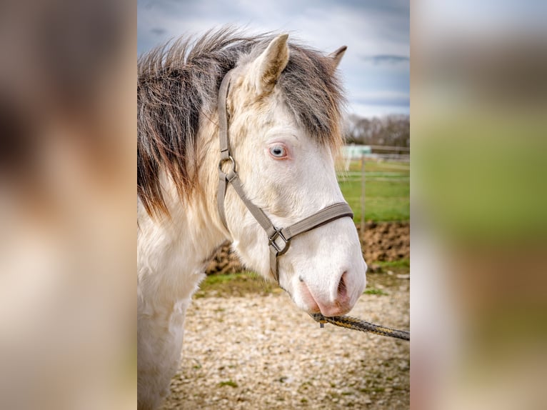 Islandpferd Wallach 4 Jahre Schimmel in Aichtal