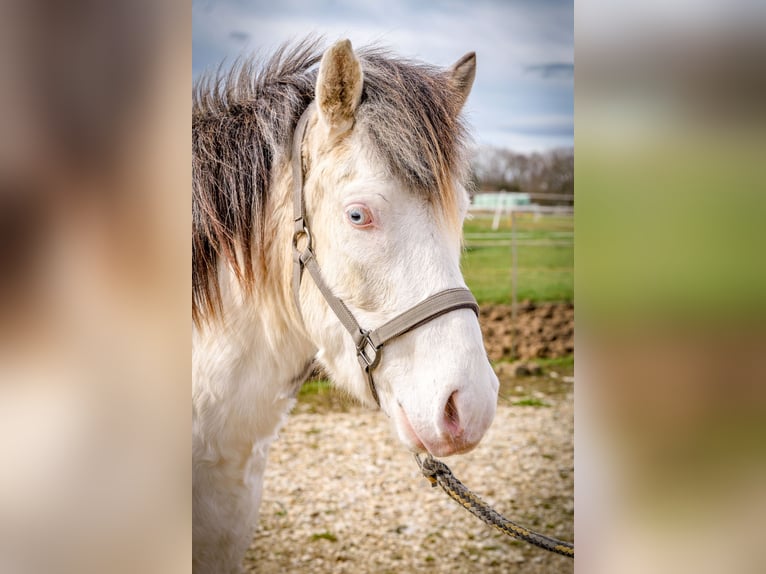 Islandpferd Wallach 4 Jahre Schimmel in Aichtal